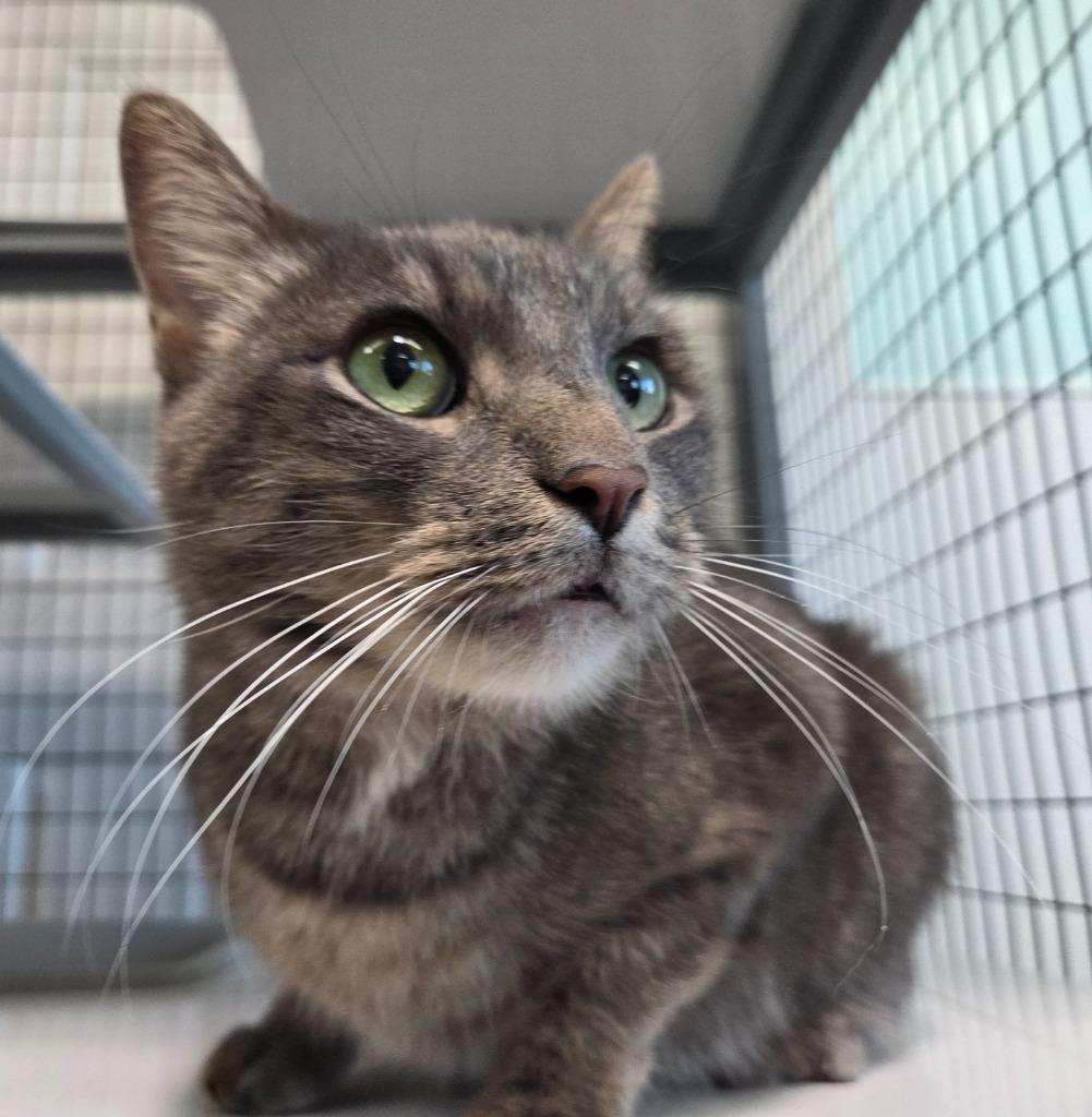 Enlarge Moe, a Adoptable mixed breed in Gold Beach, OR image 2/2