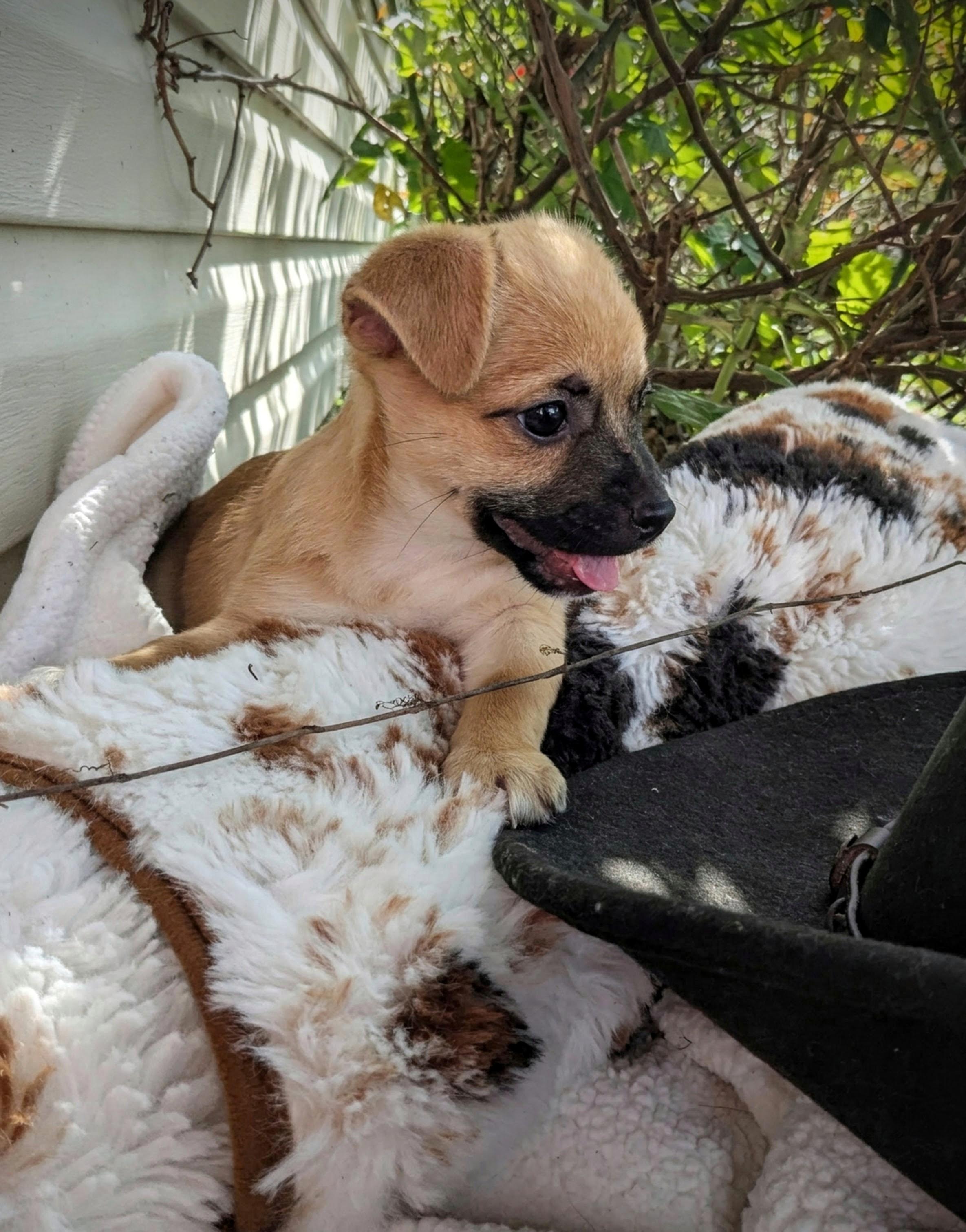 Fiji, Adoptable, Puppy Female Chihuahua.