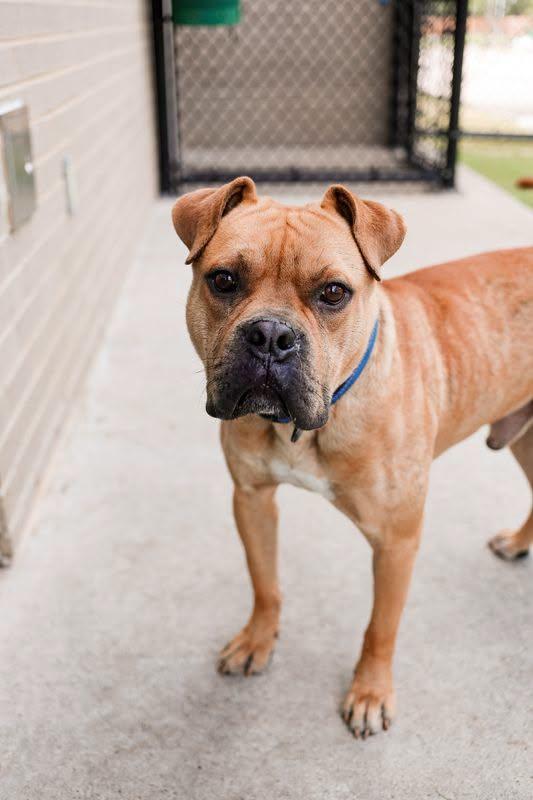 Enlarge Buster, a Adoptable mixed breed in McKinney, TX image 3/3