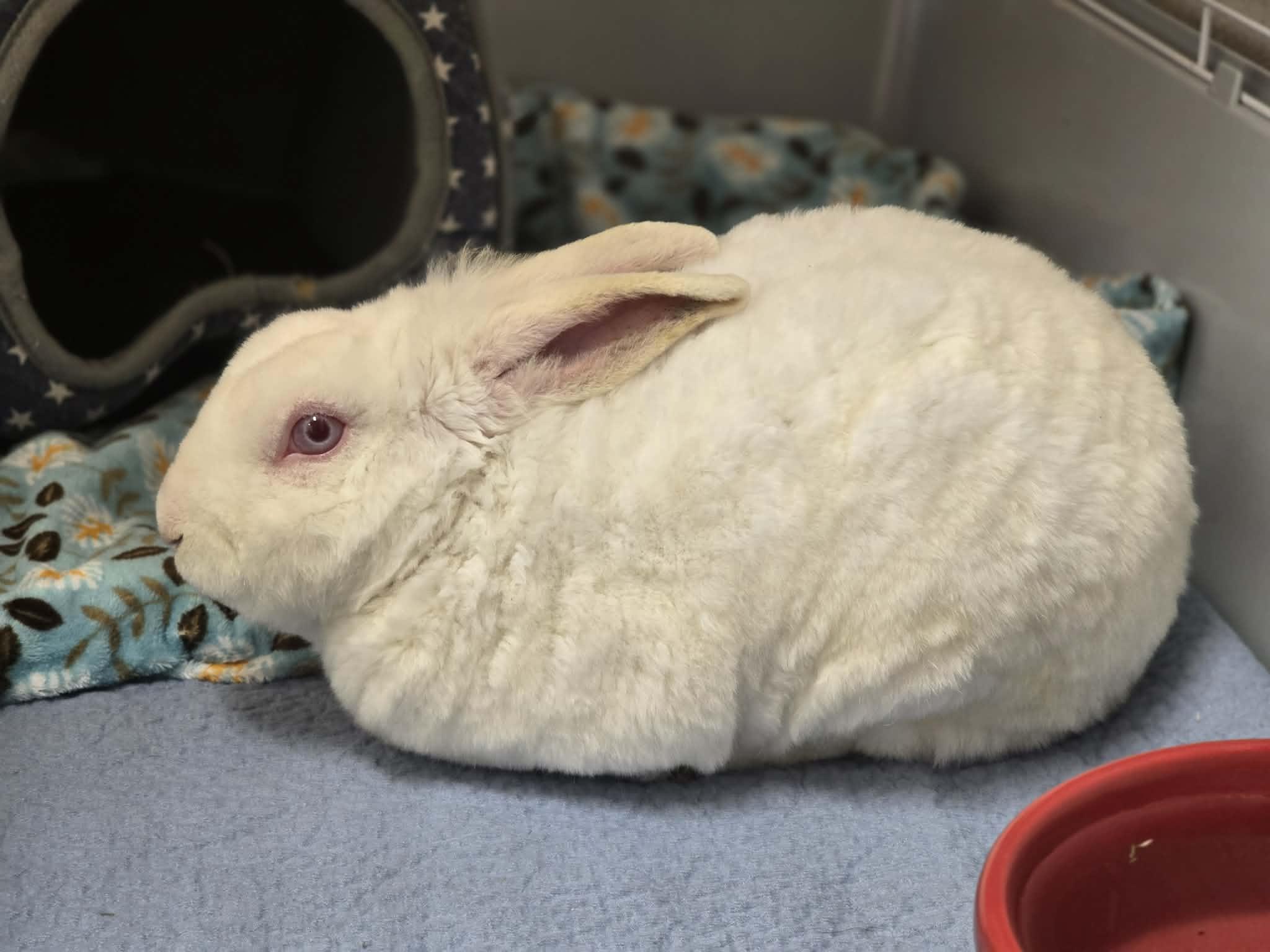 Cheesy Garlic, ADOPTABLE, Young Male Mini Rex.