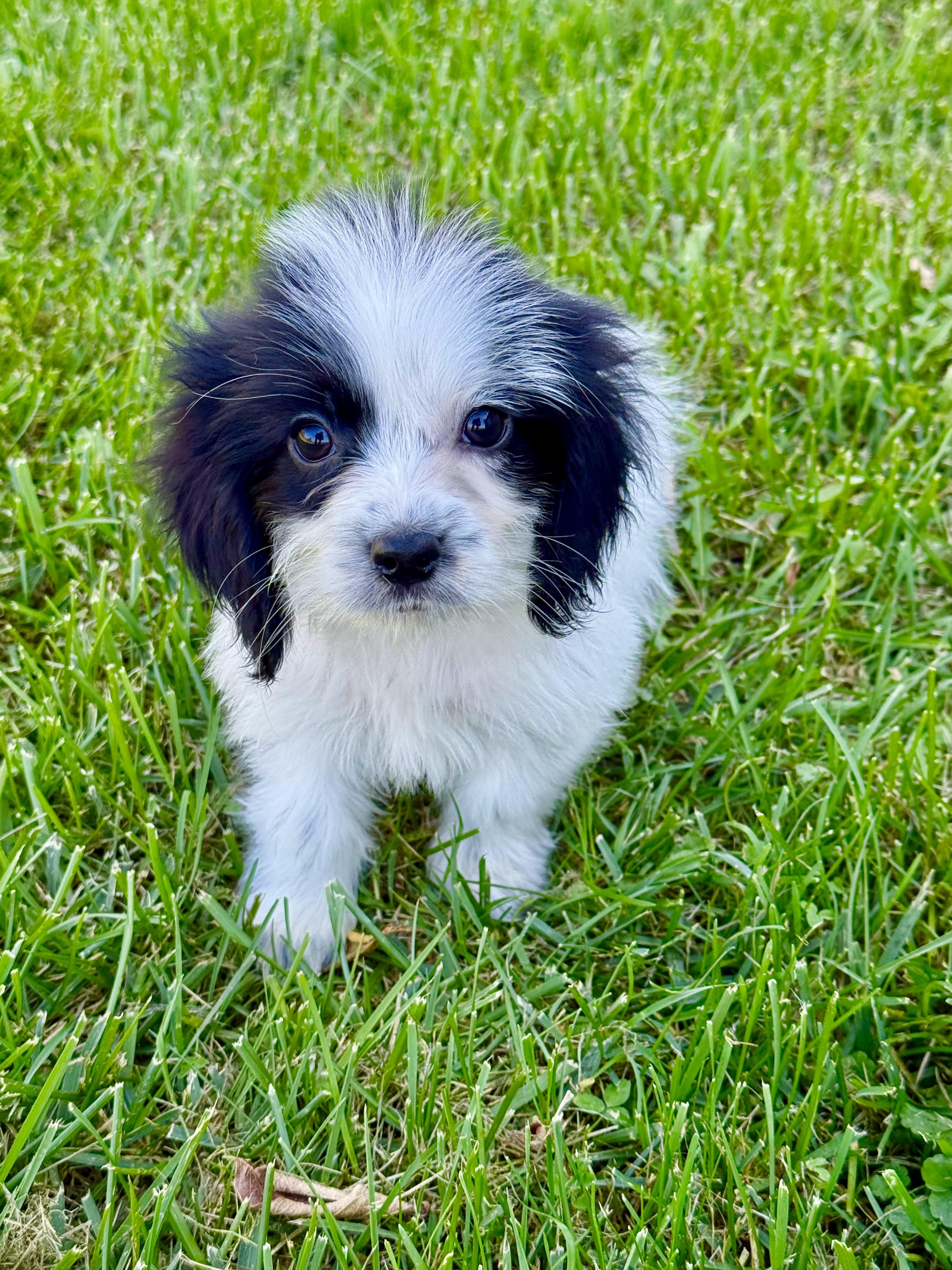 Chandler, Adopted, Puppy Male Shih Tzu & Yorkshire Terrier.