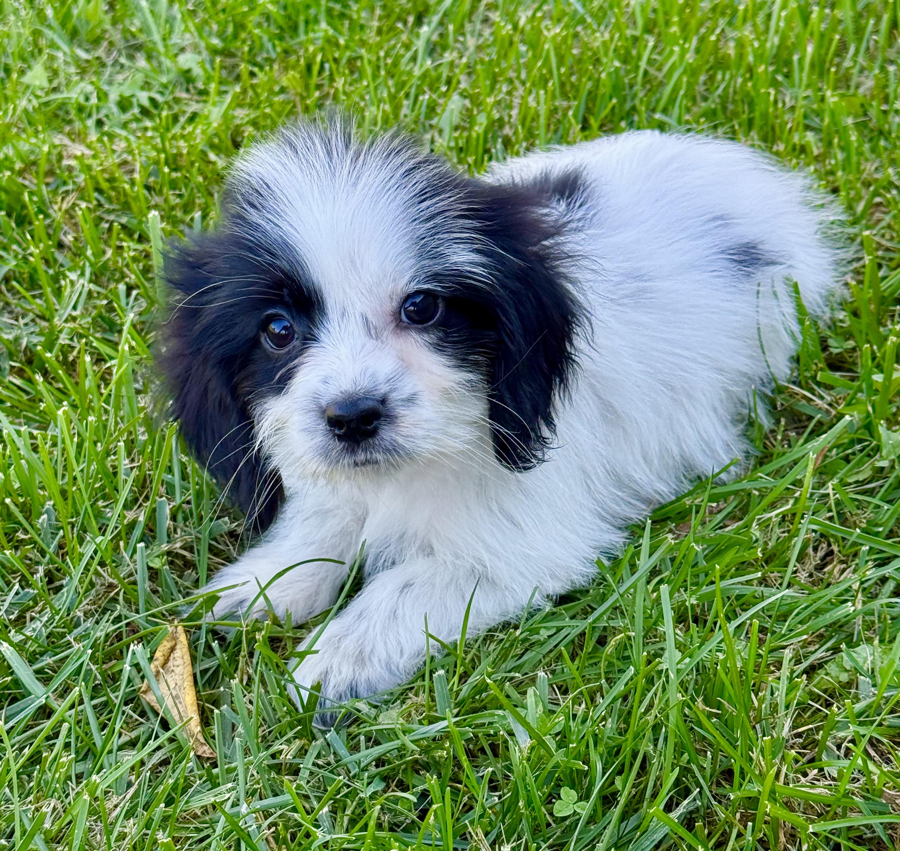 Enlarge Chandler, a Adopted mixed breed in Hales corners, WI image 2/3