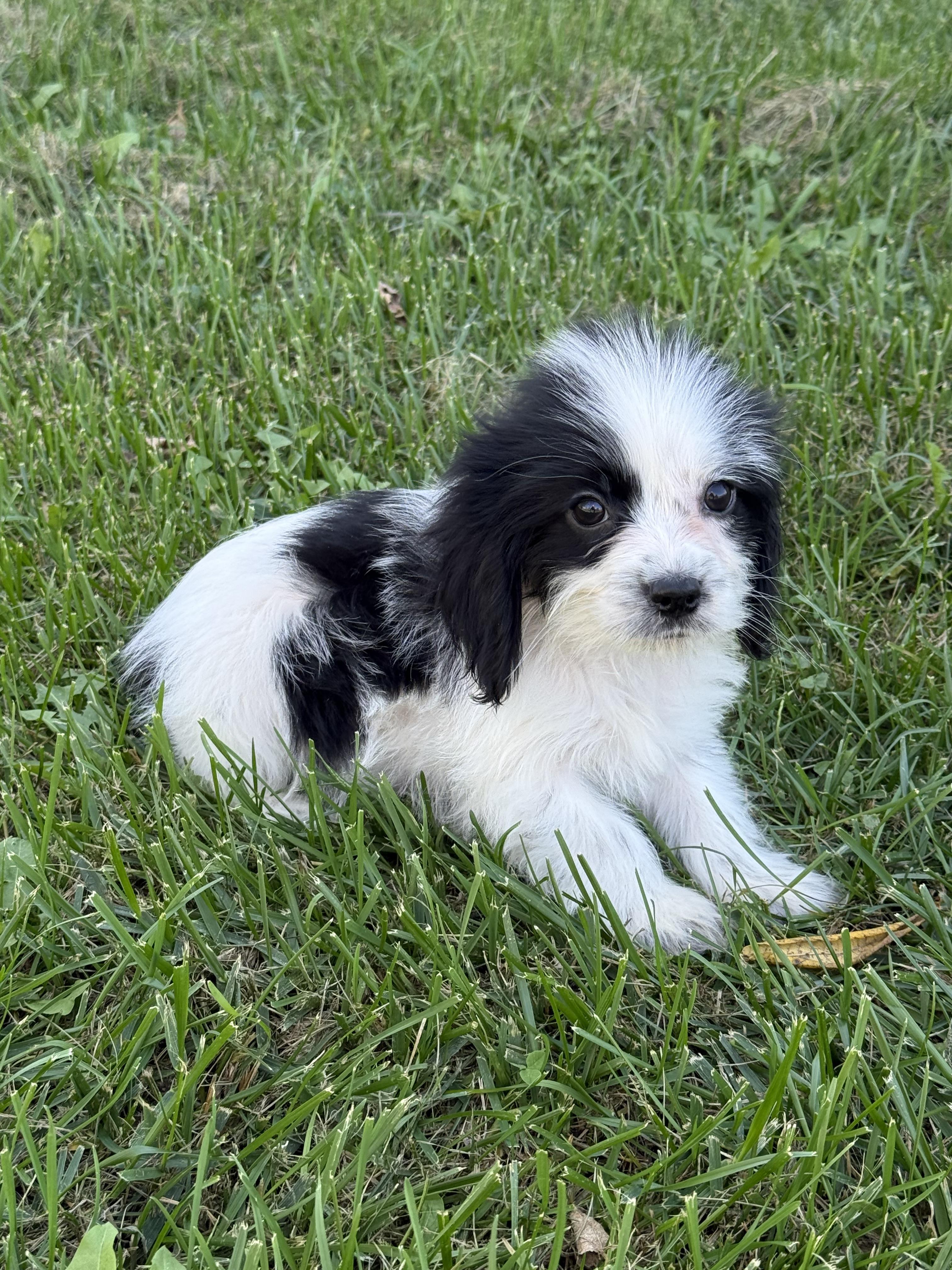 Enlarge Chandler, a Adopted mixed breed in Hales corners, WI image 3/3