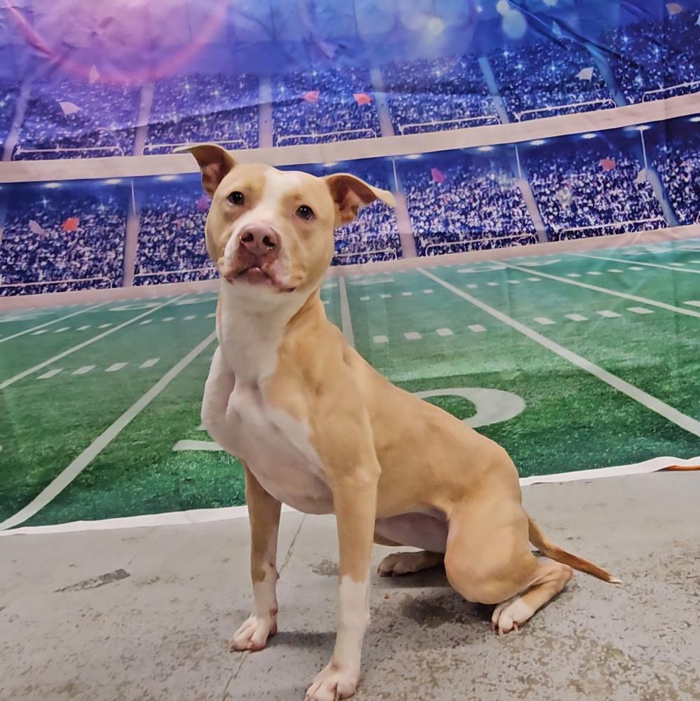 Peaches, Adoptable, Adult Female Pit Bull Terrier.