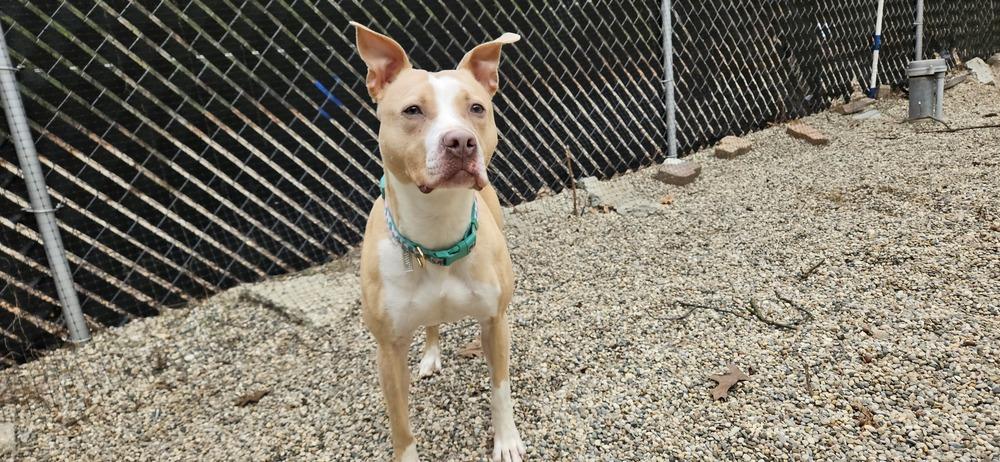 Enlarge Peaches, a Adoptable mixed breed in Muskegon, MI image 2/6