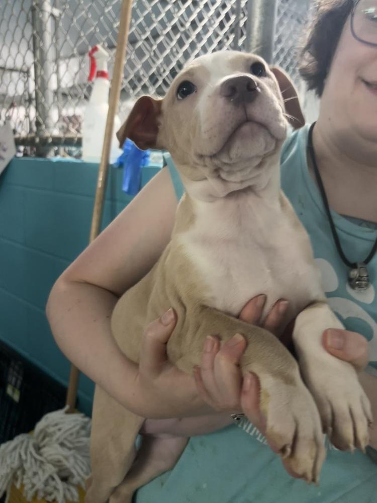 Enlarge Peaches, a Adoptable mixed breed in Muskegon, MI image 2/5