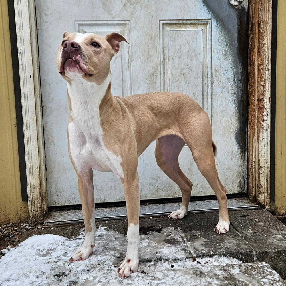 Enlarge Peaches, a Adoptable mixed breed in Muskegon, MI image 3/5