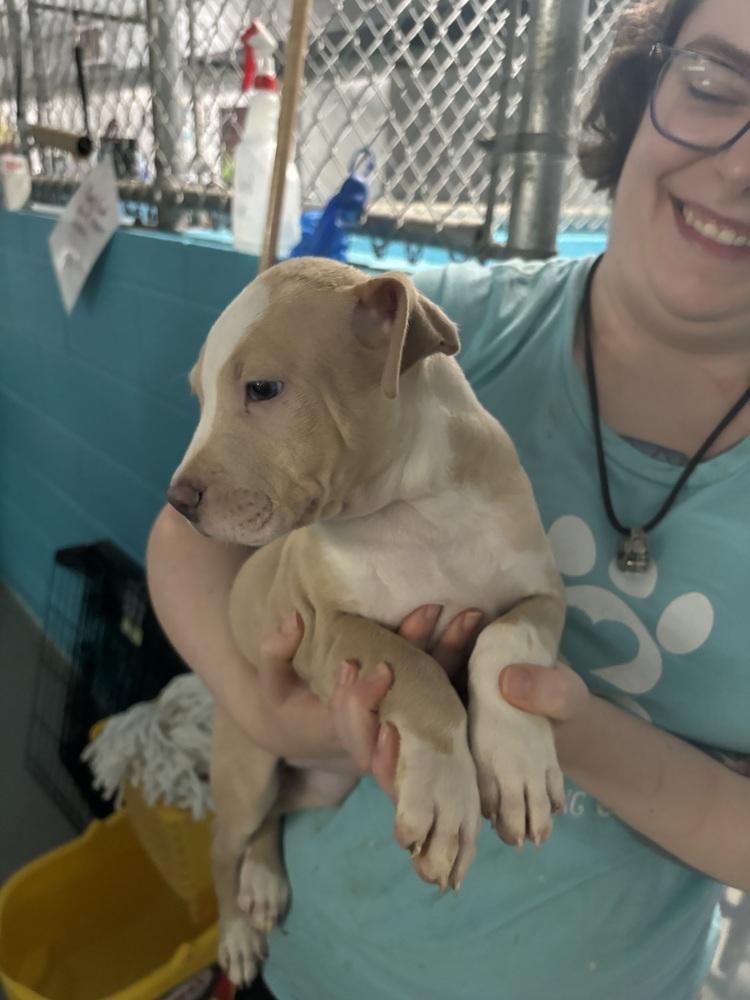 Enlarge Peaches, a Adoptable mixed breed in Muskegon, MI image 4/5