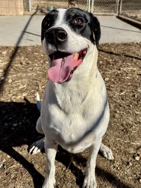 Enlarge LUCY, a Adoptable mixed breed in Olathe, KS image 1/1