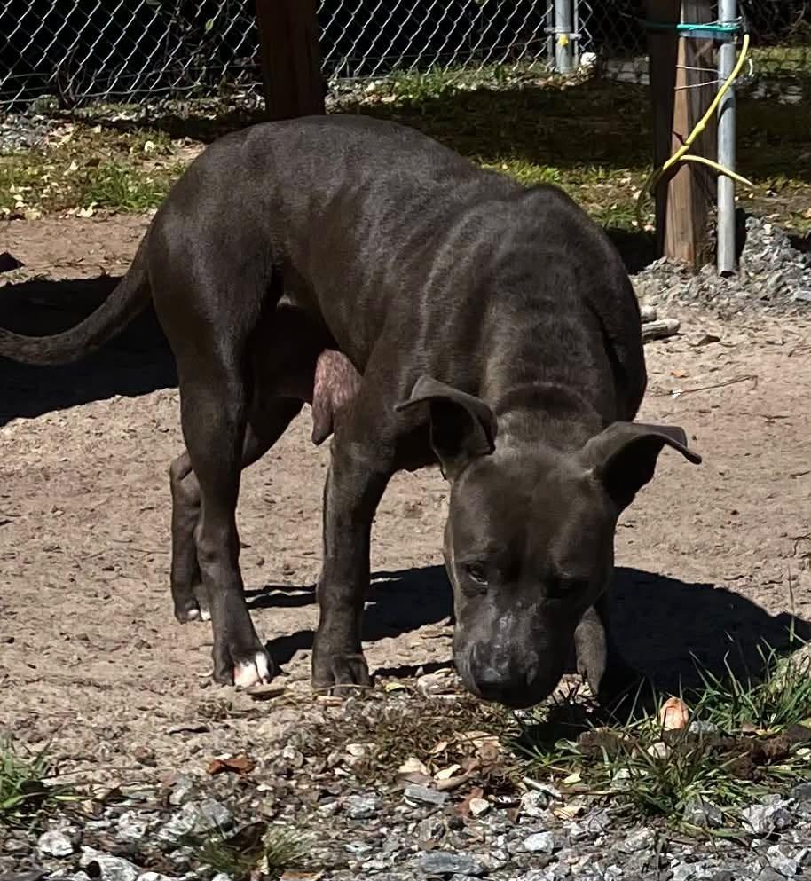 Dolly P, Adoptable, Young Female Pit Bull Terrier.
