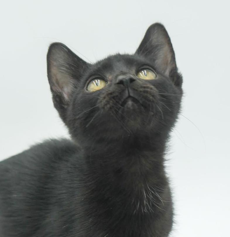 Hazel is heaven in TEENY TINY 8wk old licorice package!