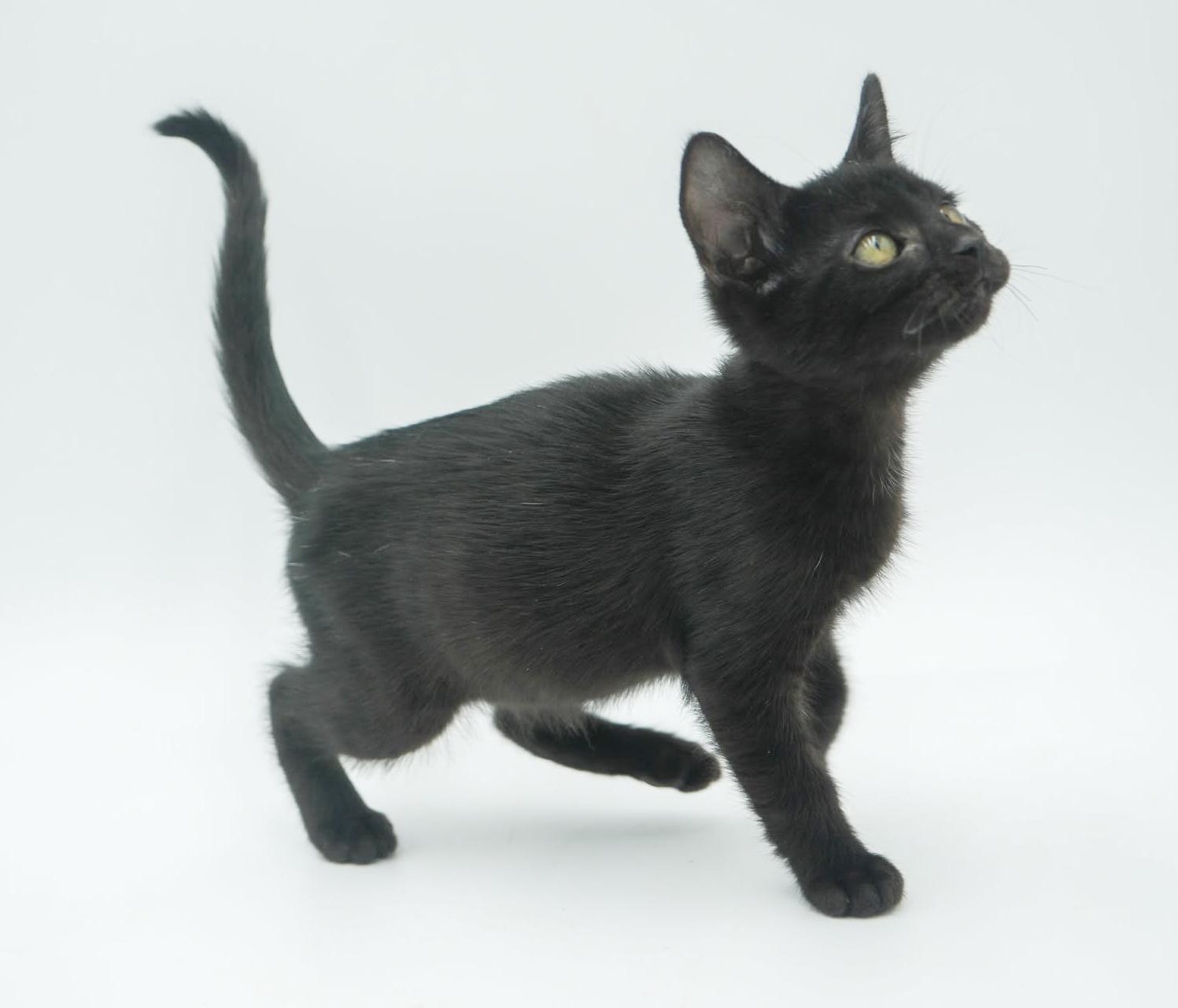 Hazel is heaven in TEENY TINY 8wk old licorice package!