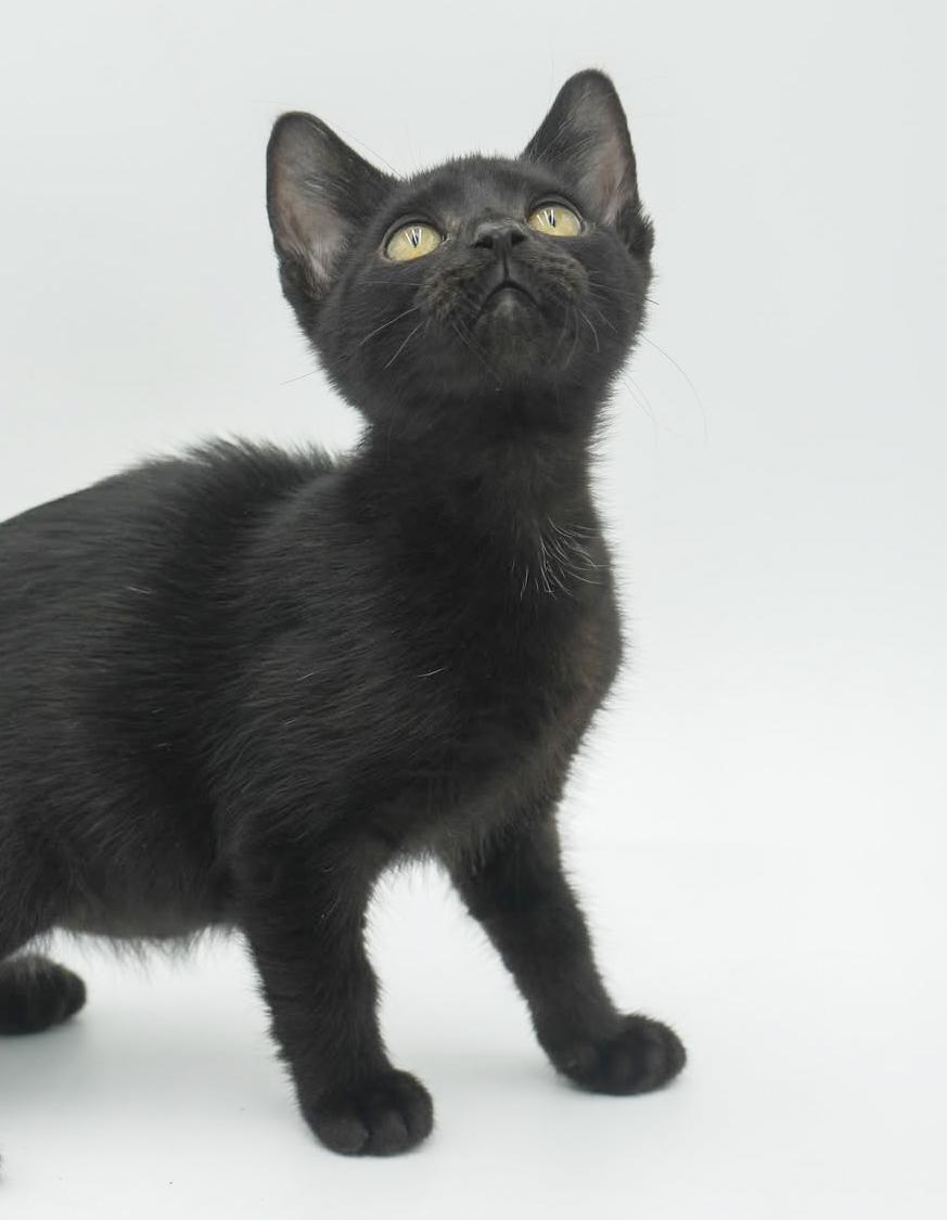 Hazel is heaven in TEENY TINY 8wk old licorice package!