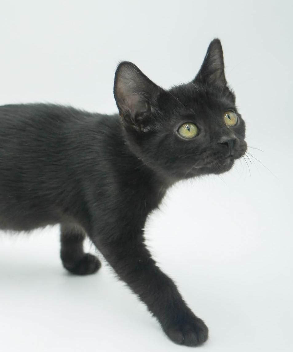 Hazel is heaven in TEENY TINY 8wk old licorice package!