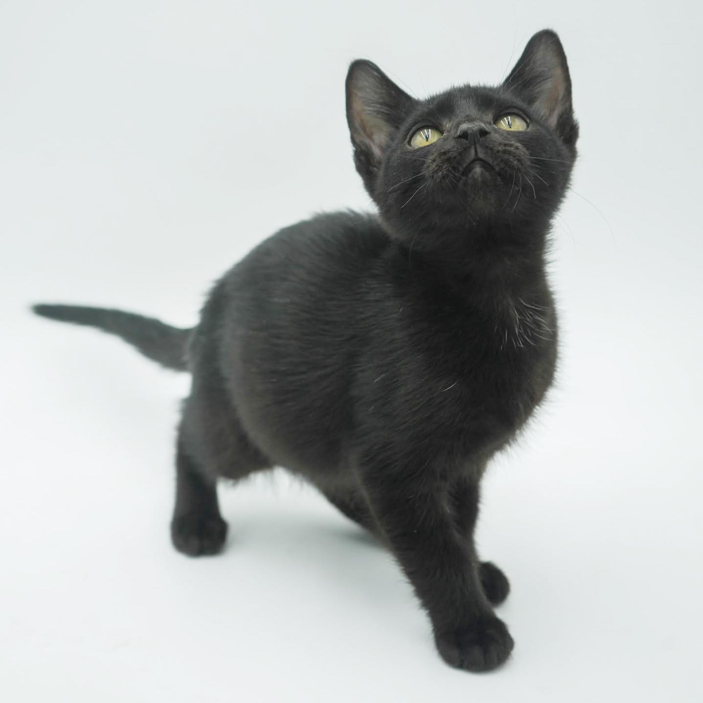 Hazel is heaven in TEENY TINY 8wk old licorice package!