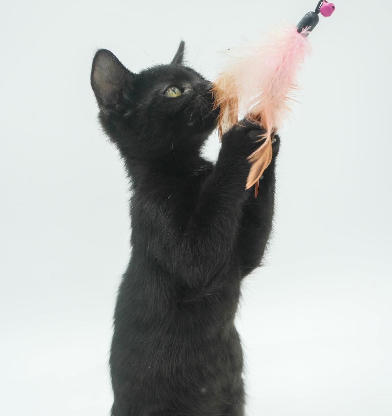 Hazel is heaven in TEENY TINY 8wk old licorice package!