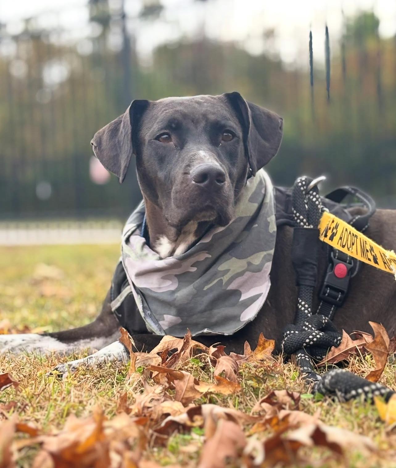 Sid, a Adoptable mixed breed in Mount Pleasant, SC image 1/2