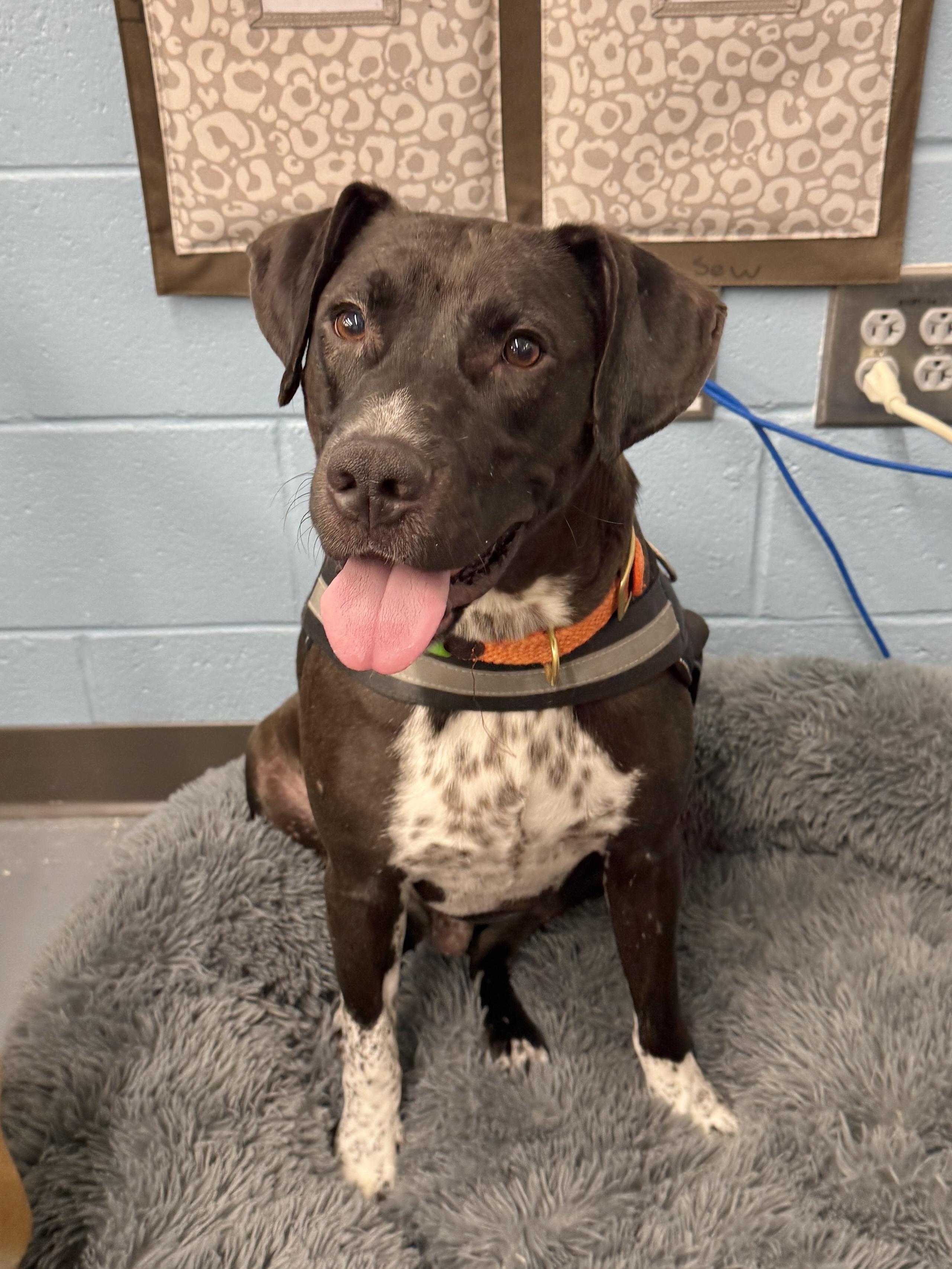 Sid, a Adoptable mixed breed in Mount Pleasant, SC image 2/2