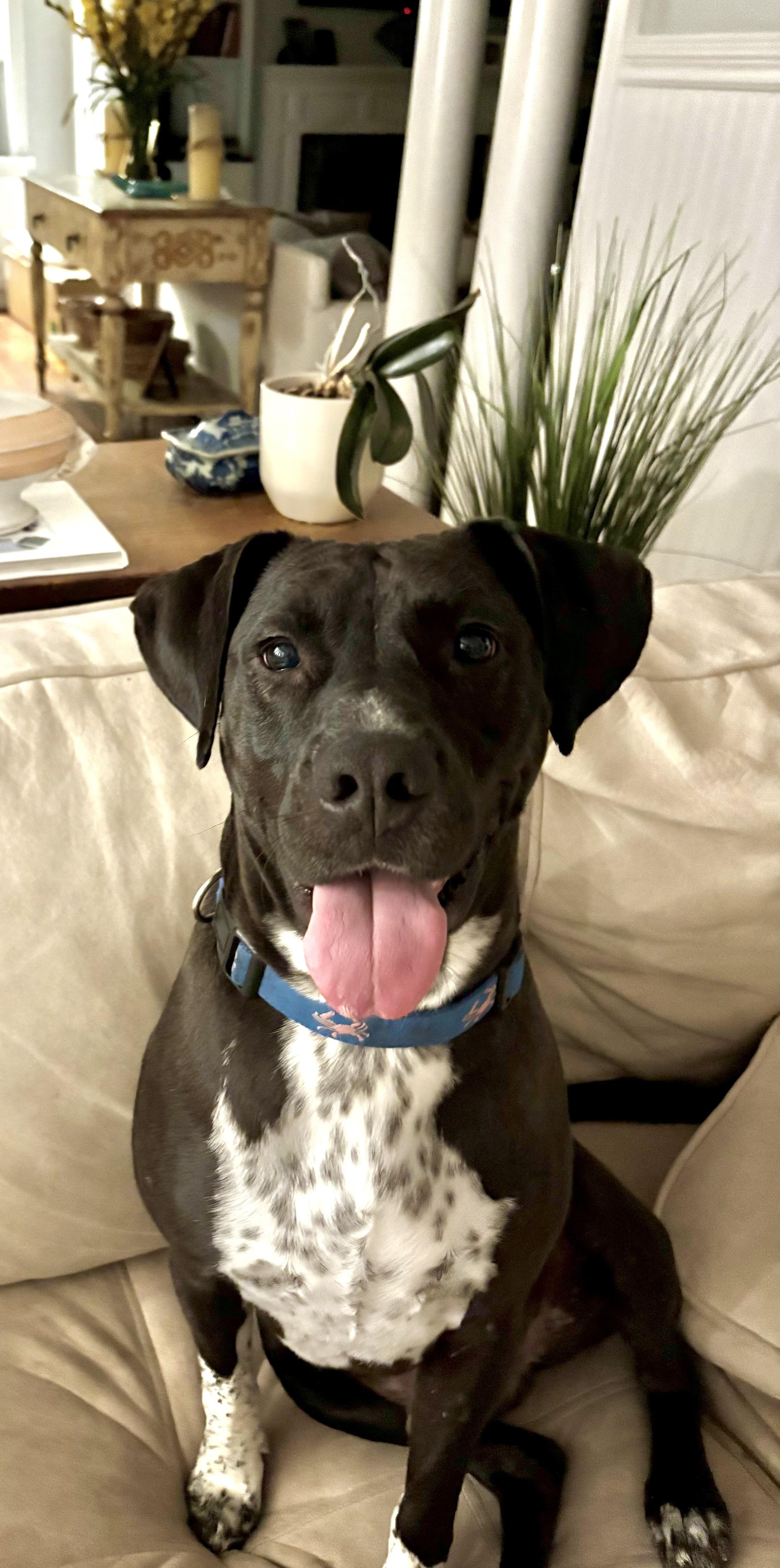 Sid, Adoptable, Adult Male Black Labrador Retriever.