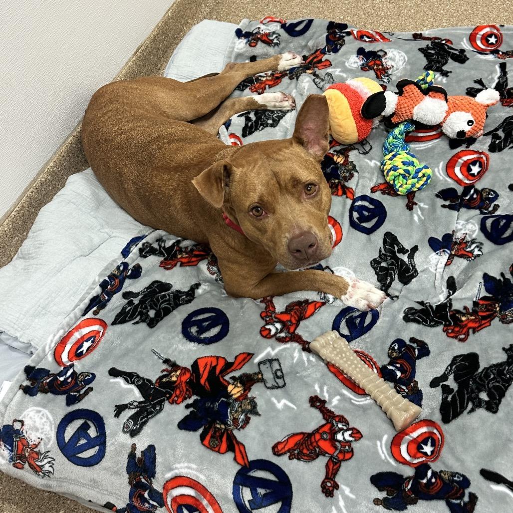 Rosalynn, Adoptable, Adult Female Mixed Breed.