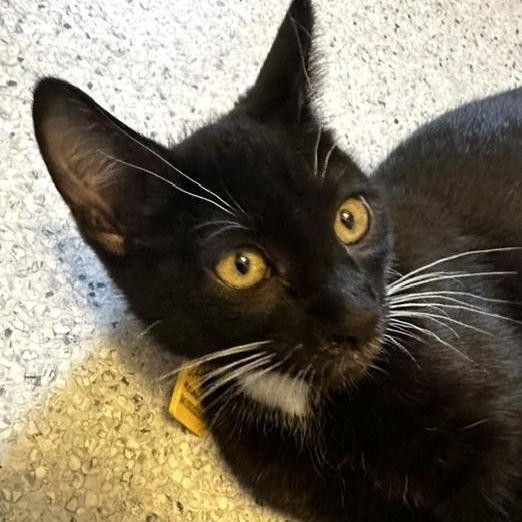 Jaxon - Lots of Fun, a ADOPTABLE Tuxedo in Hoquiam, WA image 4/6