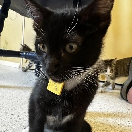 Jaxon - Lots of Fun, a ADOPTABLE Tuxedo in Hoquiam, WA image 5/6