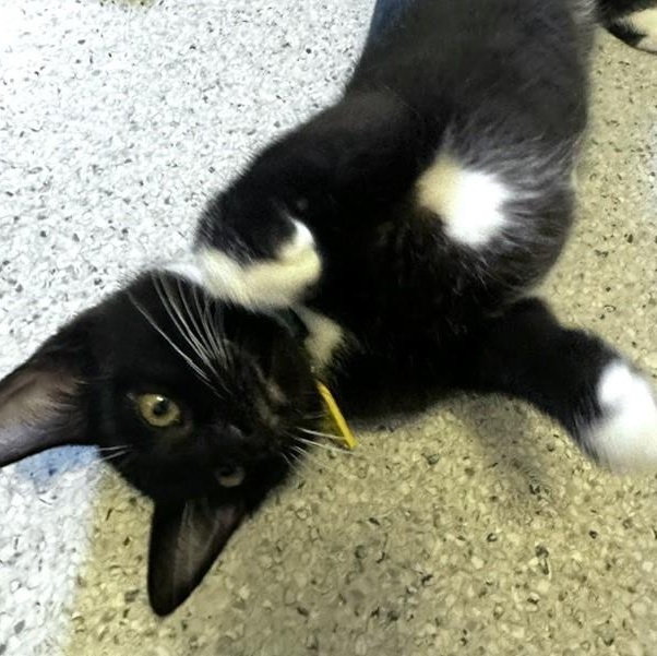 Jaxon - Lots of Fun, a ADOPTABLE Tuxedo in Hoquiam, WA image 3/6