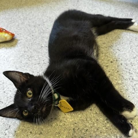 Jaxon - Lots of Fun, ADOPTABLE, Kitten Male Tuxedo.