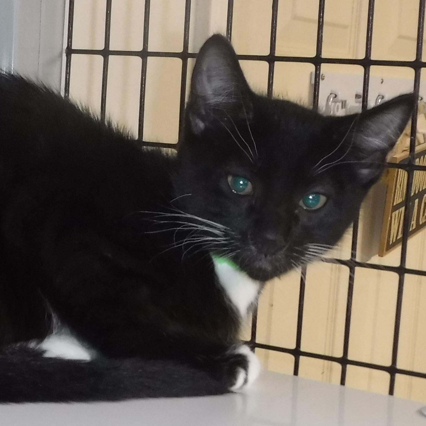 Jaxon - Lots of Fun, a ADOPTABLE Tuxedo in Hoquiam, WA image 2/6