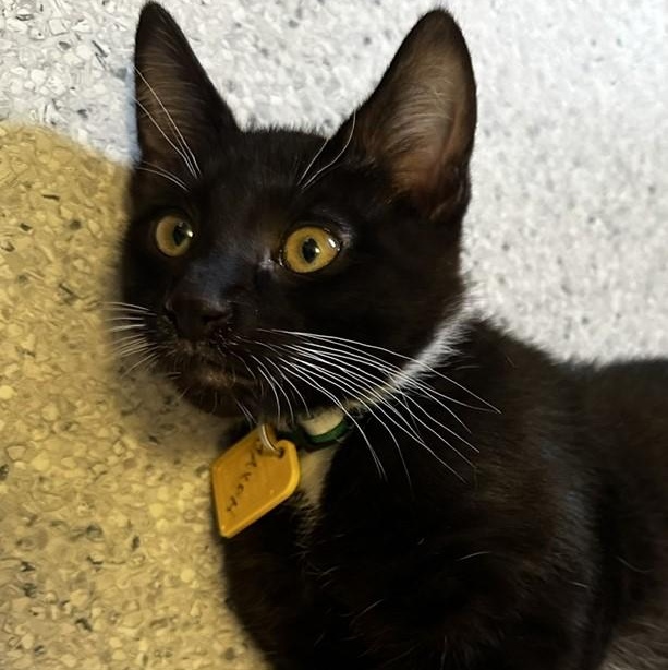 Jaxon - Lots of Fun, a ADOPTABLE Tuxedo in Hoquiam, WA image 6/6