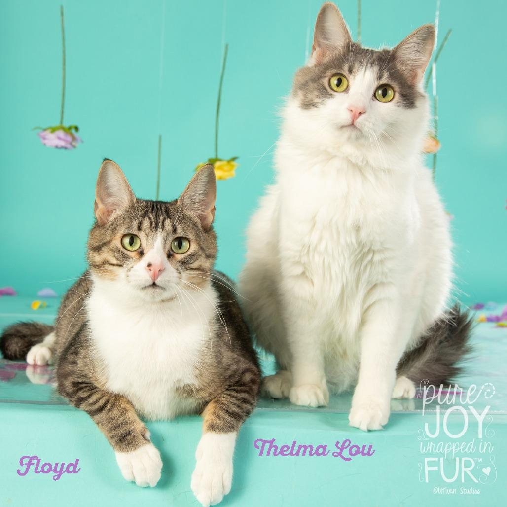 Thelma Lou, a Adoptable Domestic Short Hair in Springfield, MO image 1/6