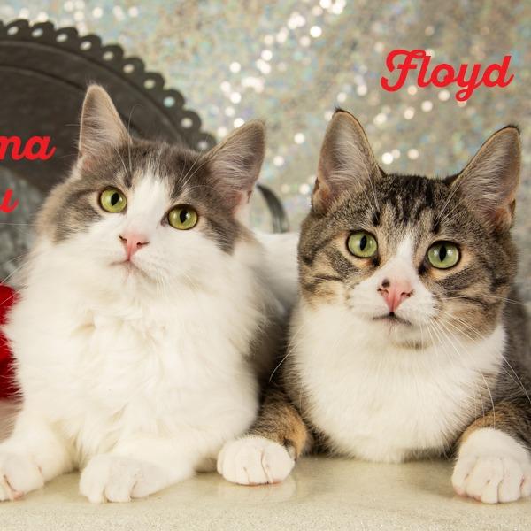 Thelma Lou, a Adoptable Domestic Short Hair in Springfield, MO image 2/6