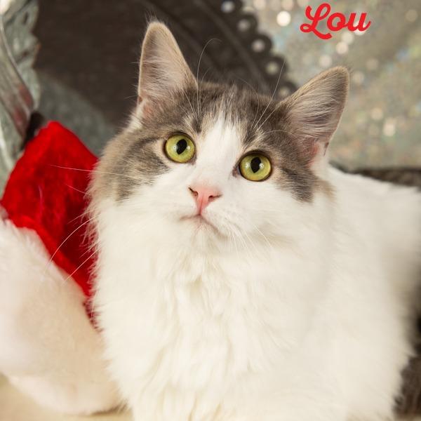 Thelma Lou, a Adoptable Domestic Short Hair in Springfield, MO image 3/6