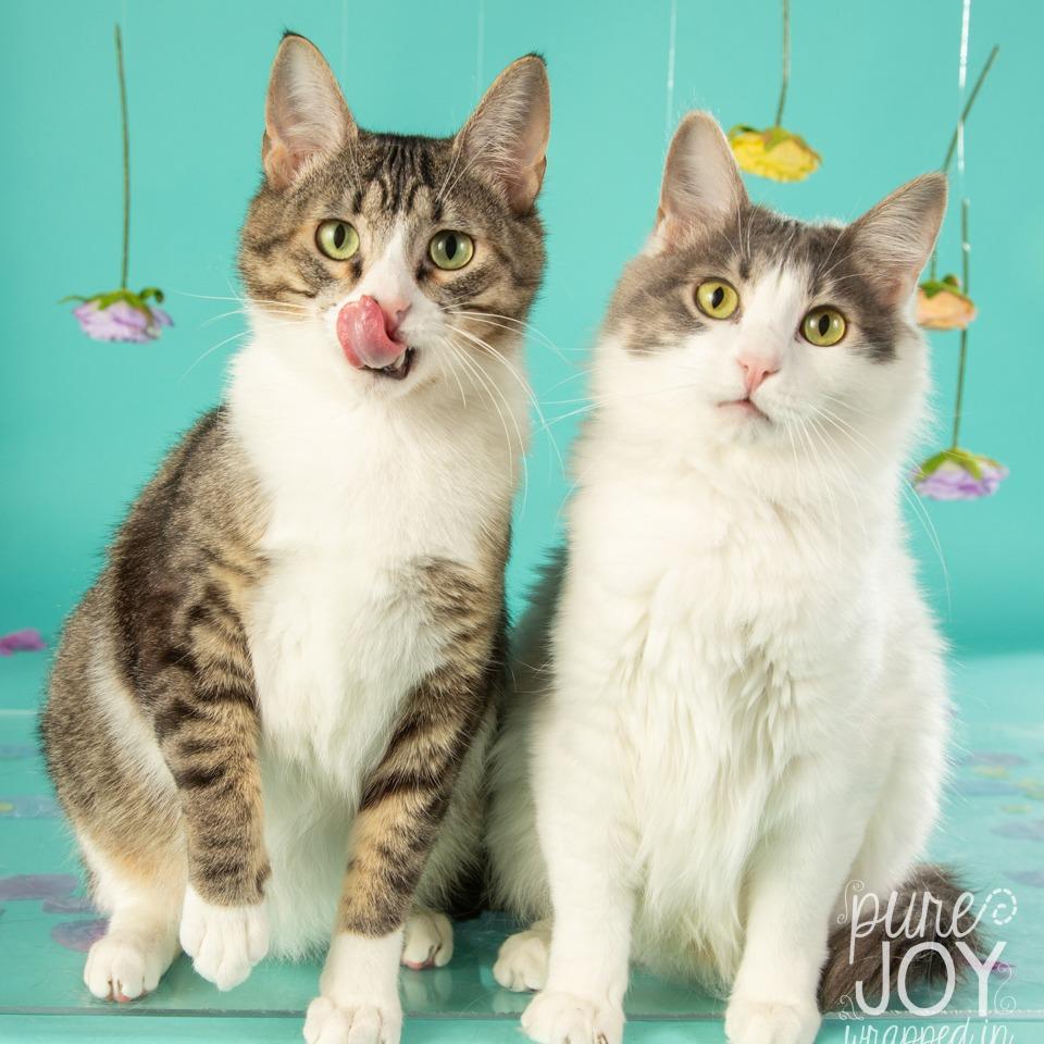 Thelma Lou, a Adoptable Domestic Short Hair in Springfield, MO image 4/6