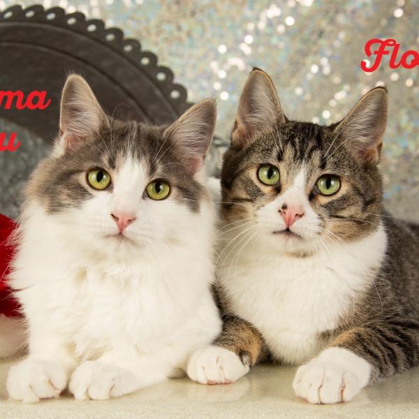 Thelma Lou, a Adoptable Domestic Short Hair in Springfield, MO image 5/6