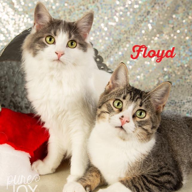 Thelma Lou, a Adoptable Domestic Short Hair in Springfield, MO image 6/6