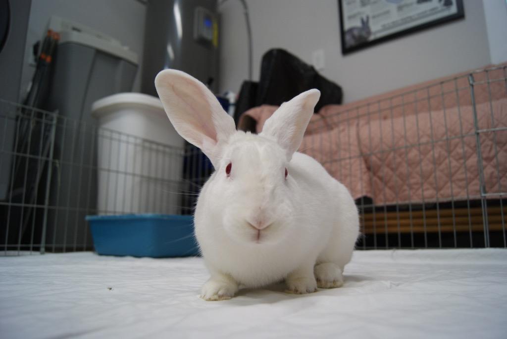 Enlarge Stuart, a Adoptable New Zealand in Pflugerville, TX image 1/5