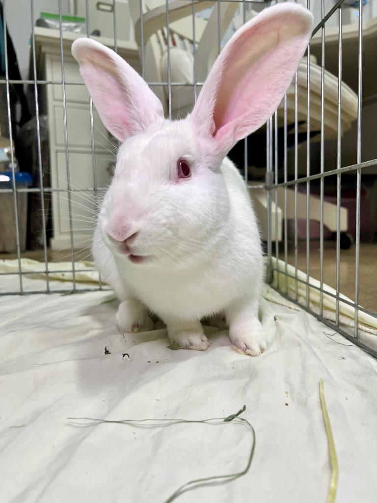 Enlarge Stuart, a Adoptable New Zealand in Pflugerville, TX image 2/5