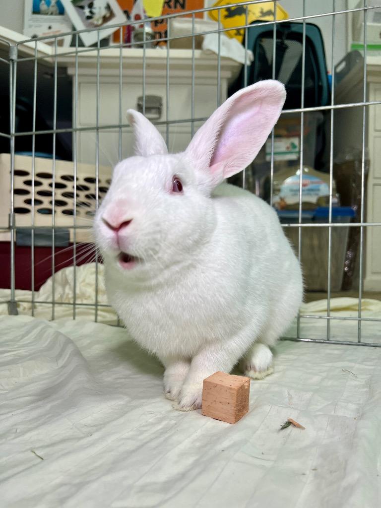 Enlarge Stuart, a Adoptable New Zealand in Pflugerville, TX image 3/5