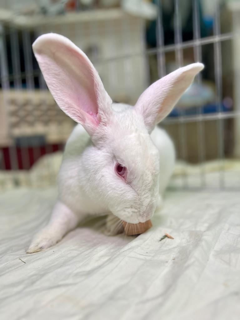 Enlarge Stuart, a Adoptable New Zealand in Pflugerville, TX image 4/5