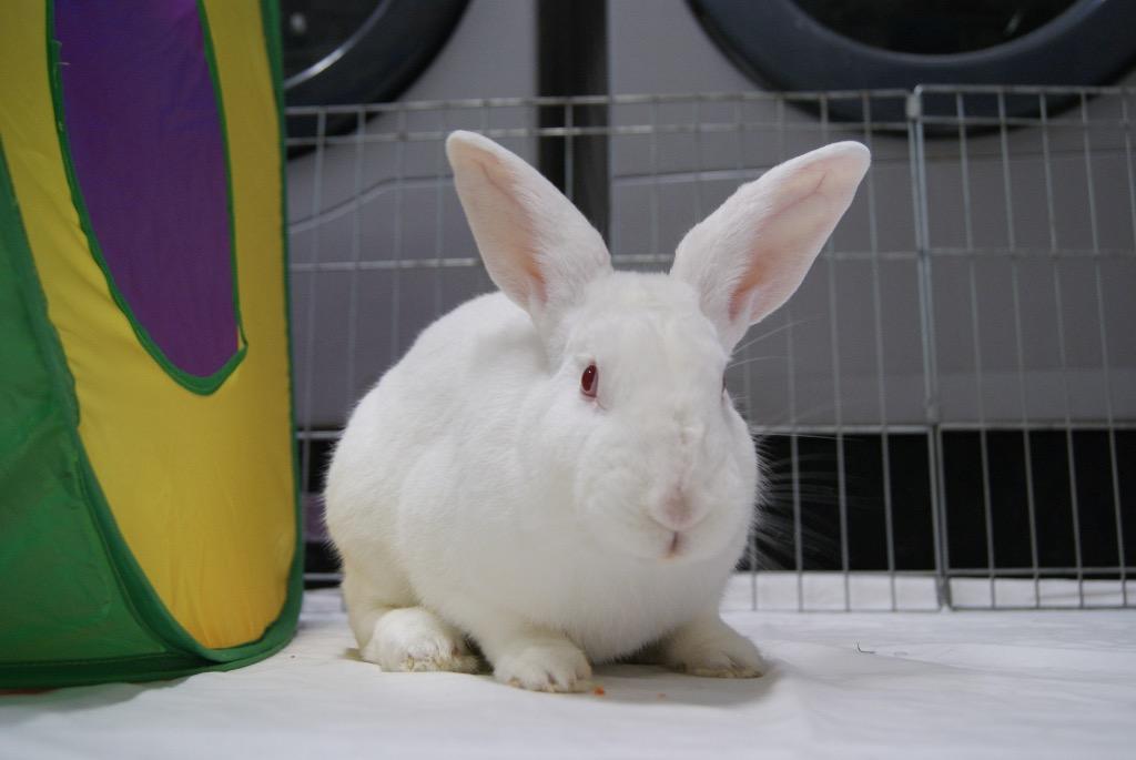 Enlarge Stuart, a Adoptable New Zealand in Pflugerville, TX image 5/5