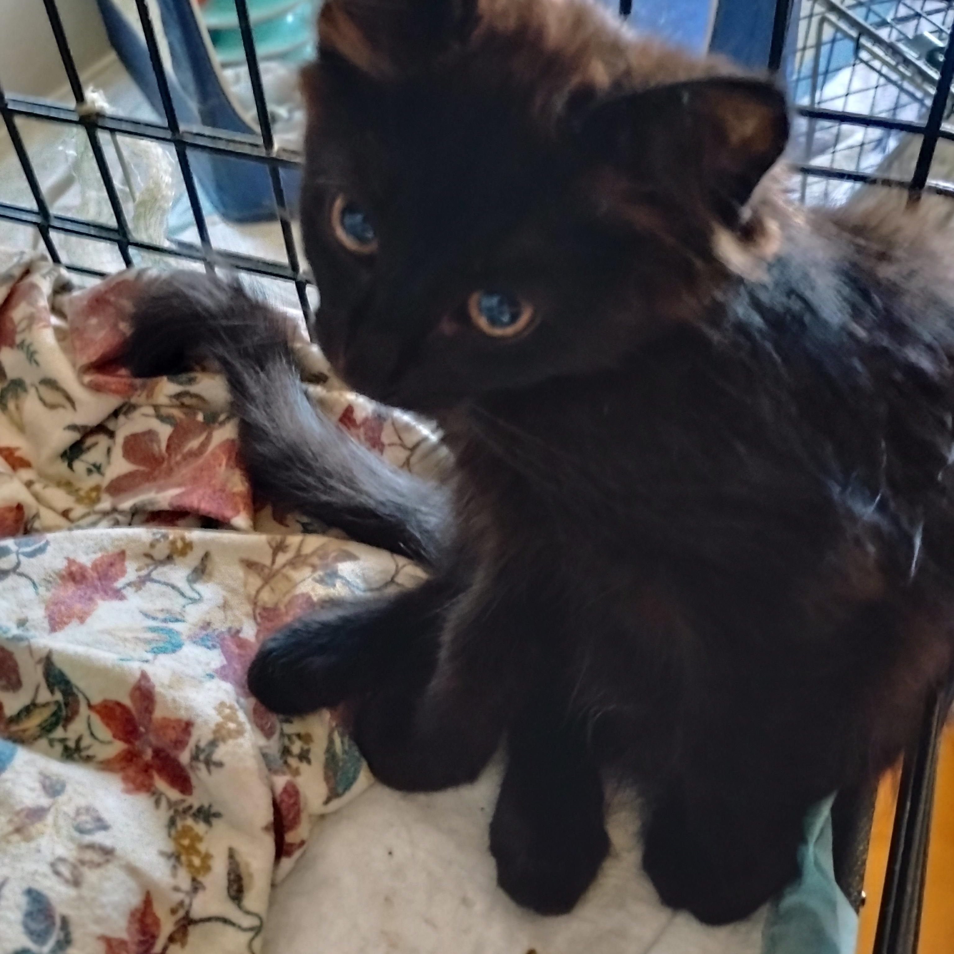 Violet, adopted, Kitten Female Domestic Long Hair.