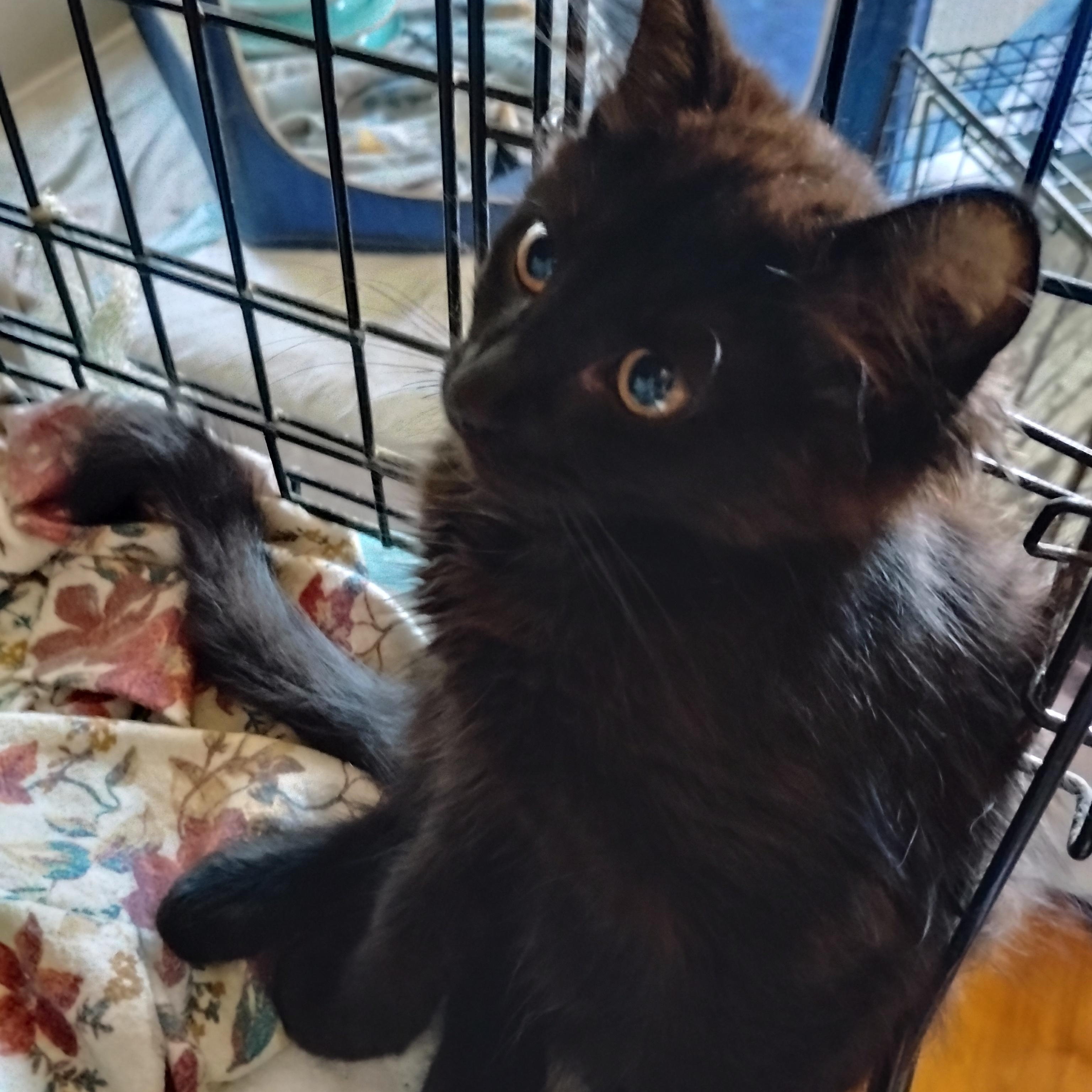 Violet, an adopted Domestic Long Hair in Woodland, CA image 4/4