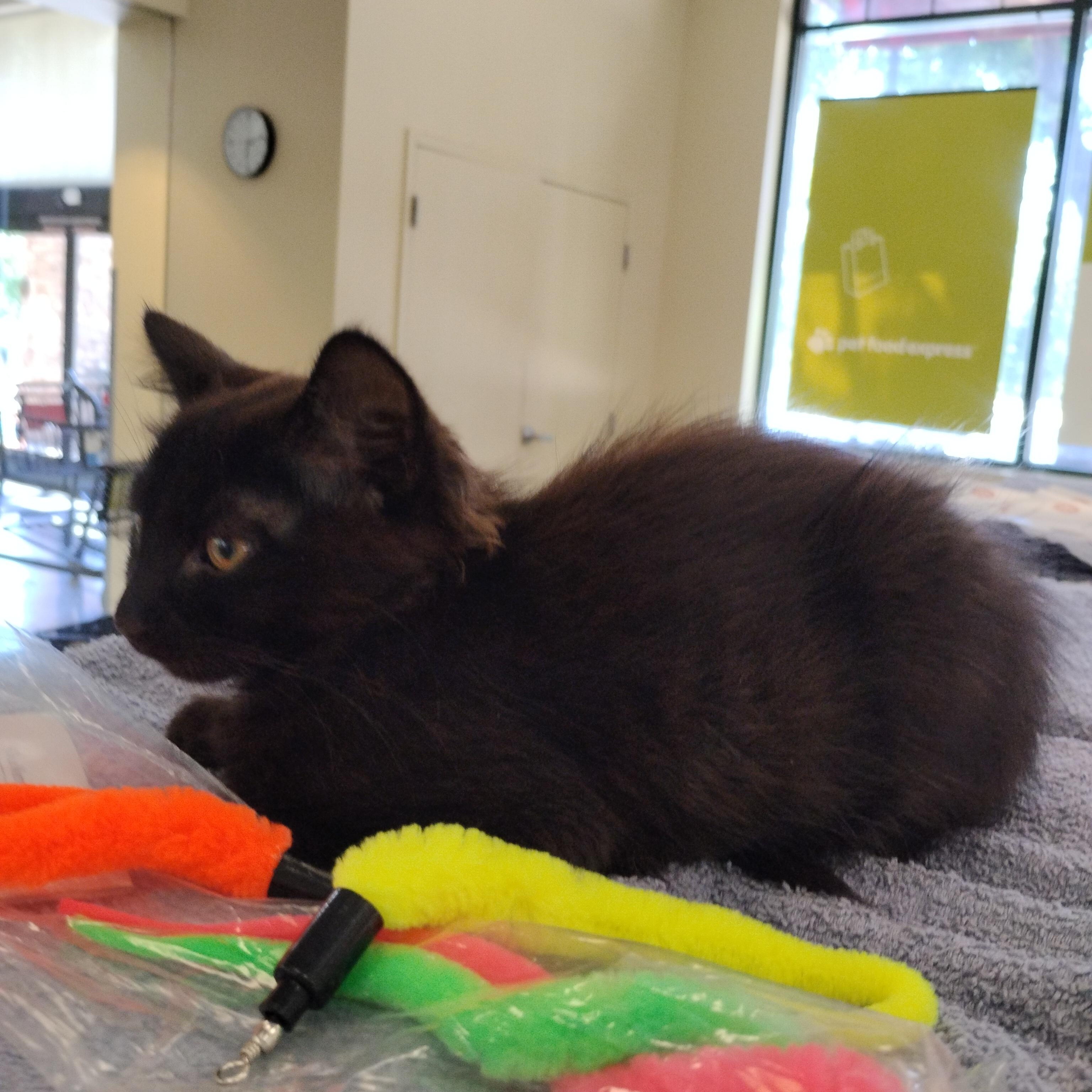 Violet, an adopted Domestic Long Hair in Woodland, CA image 2/4