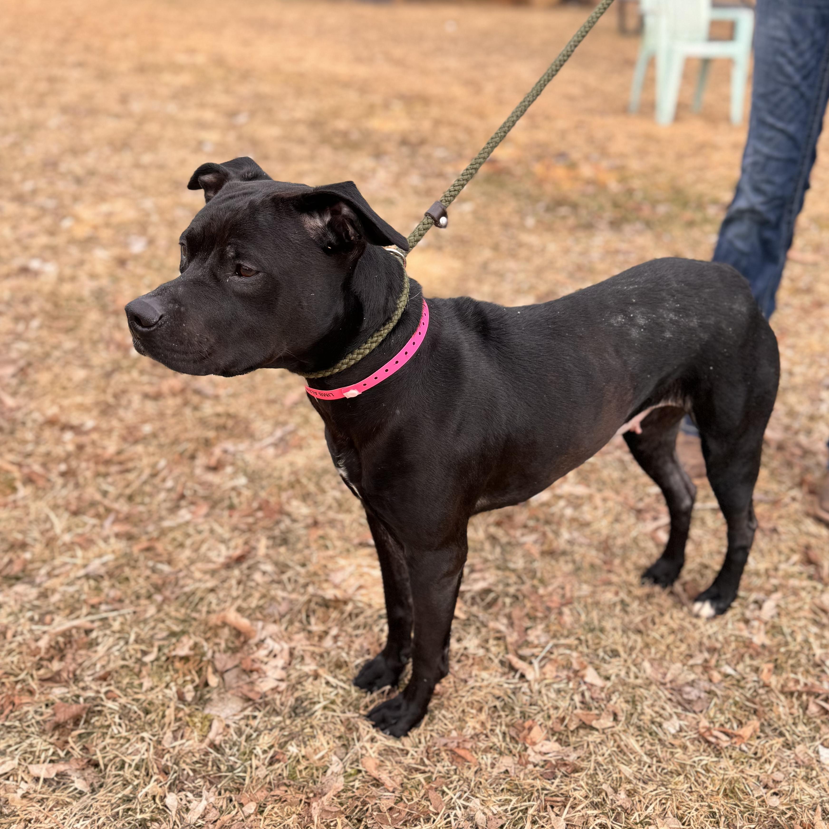 Enlarge Persimmon , a ADOPTABLE Mixed Breed in Midland, MI image 3/3