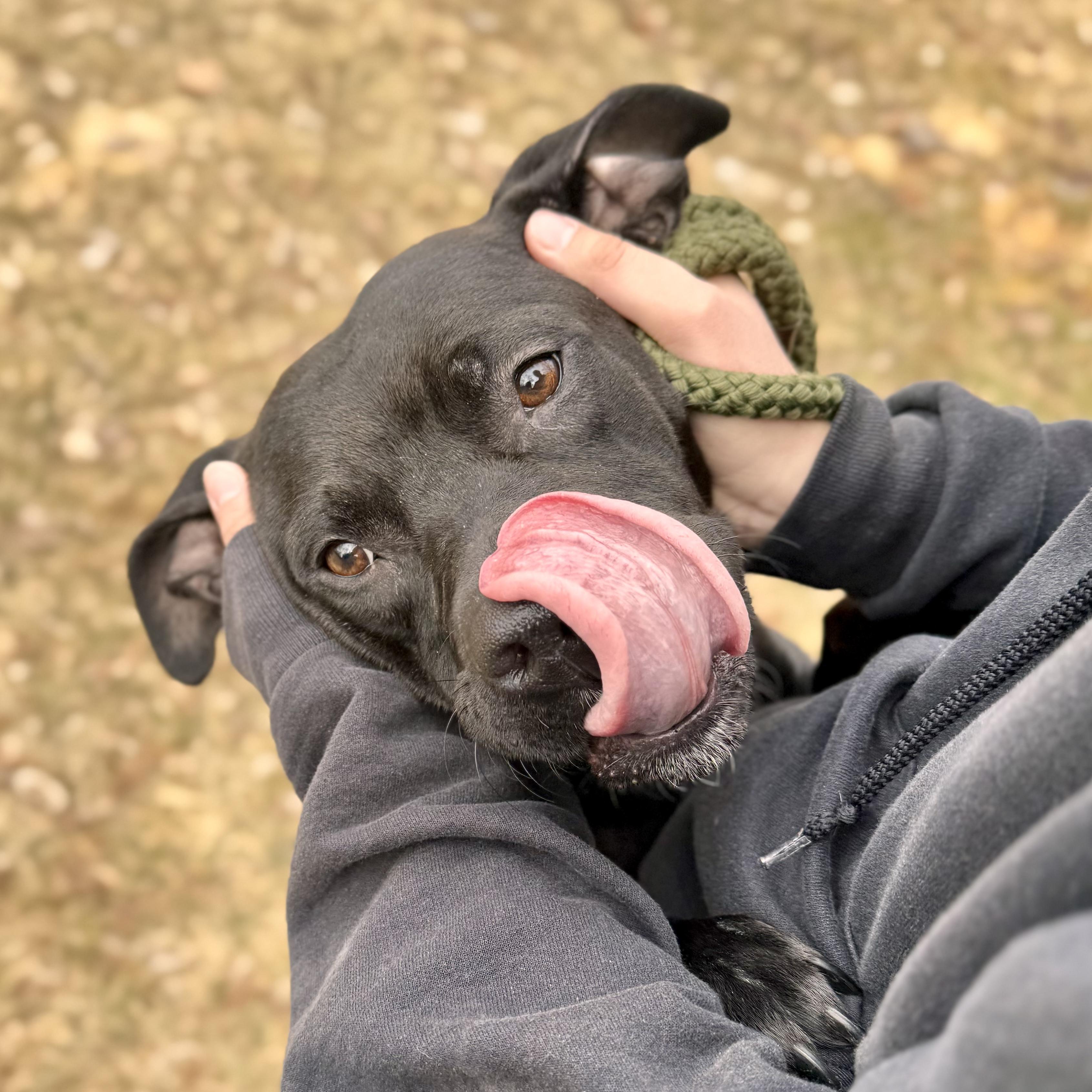 Enlarge Persimmon , a ADOPTABLE Mixed Breed in Midland, MI image 1/3