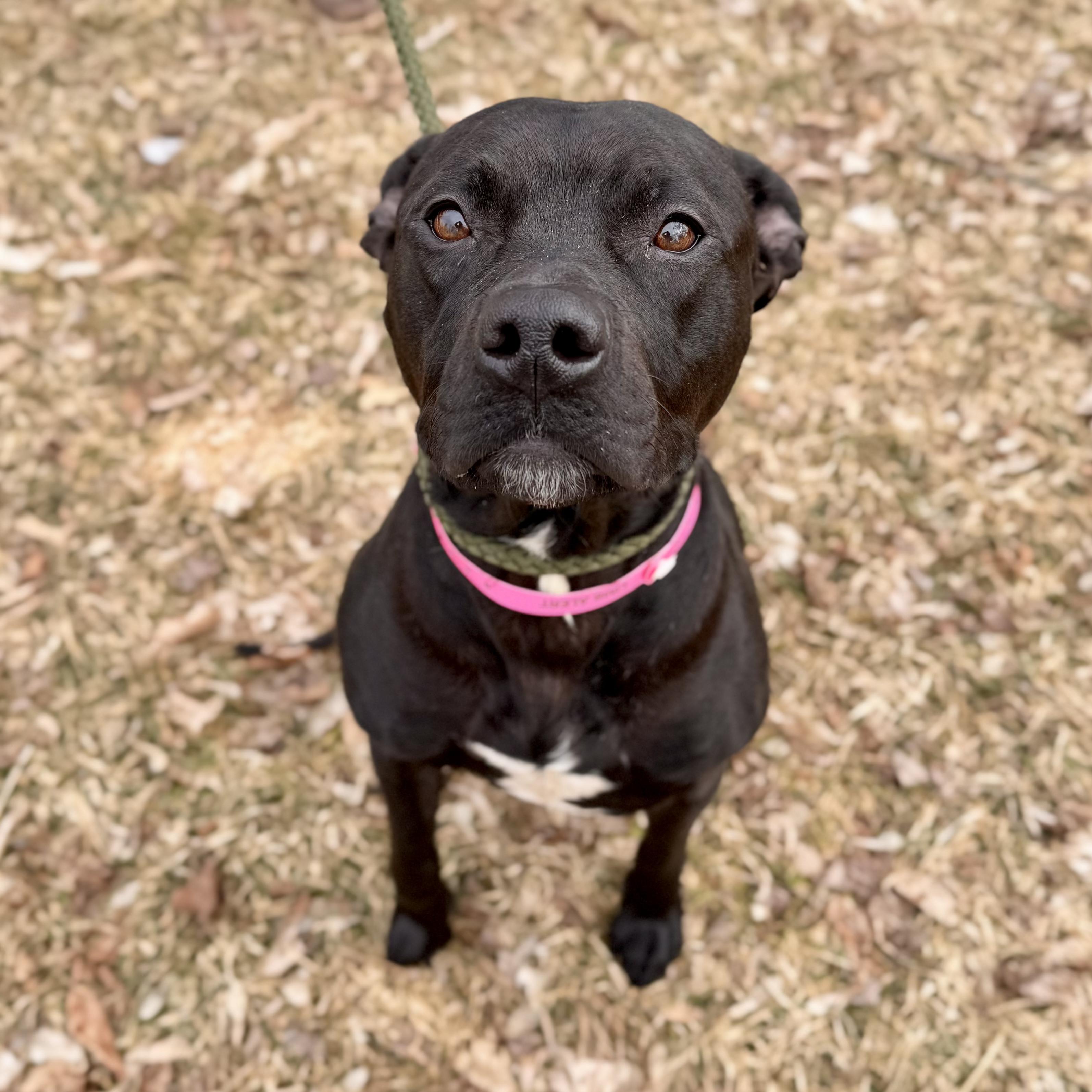 Enlarge Persimmon , a ADOPTABLE Mixed Breed in Midland, MI image 2/3