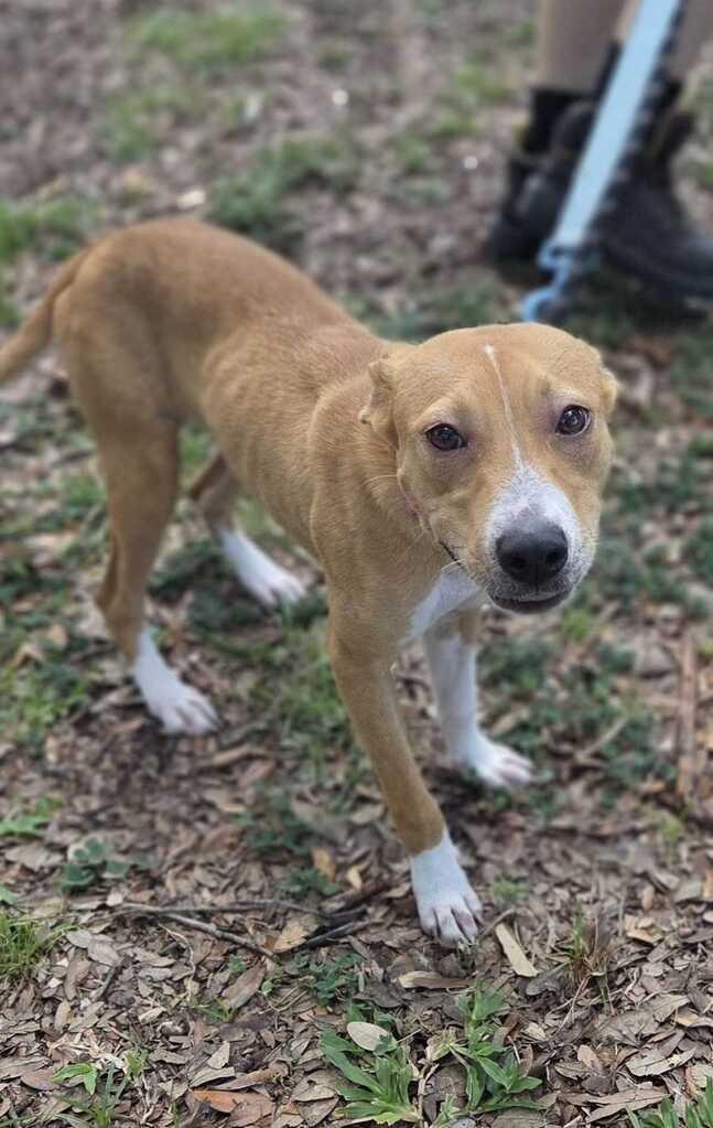 Kasumi, Adoptable, Puppy Female Terrier.