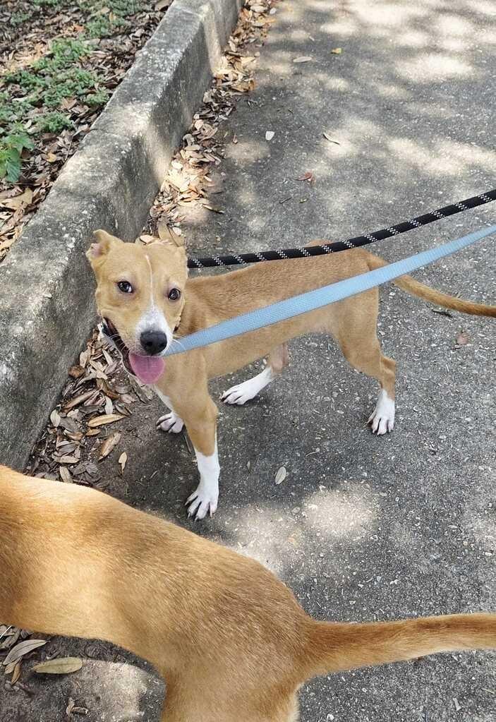 Enlarge Kasumi, a Adoptable Terrier in New Orleans, LA image 2/6