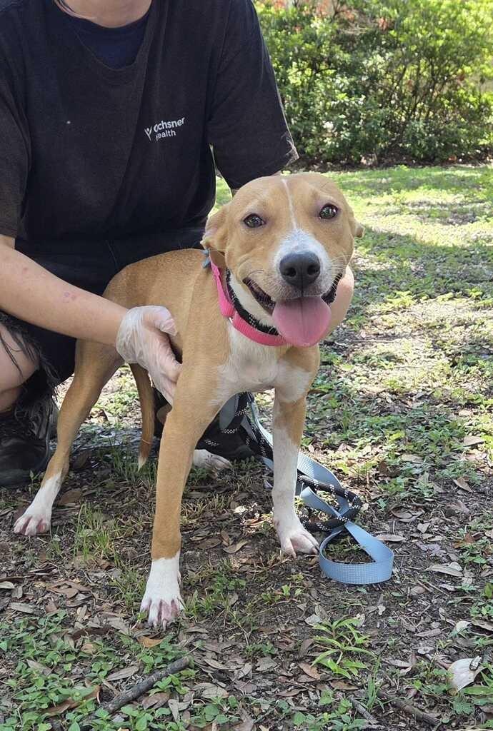 Enlarge Kasumi, a Adoptable Terrier in New Orleans, LA image 3/6